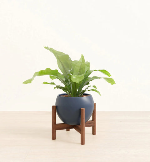 Osaka Bird Nest Fern