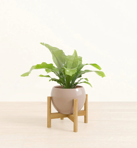 Osaka Bird Nest Fern
