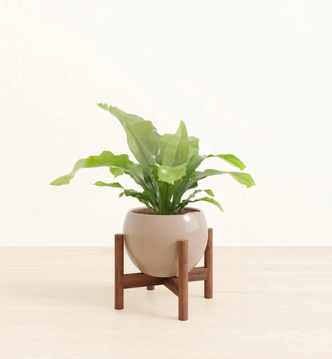 Osaka Bird Nest Fern