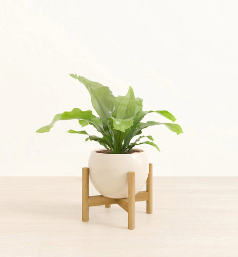 Osaka Bird Nest Fern