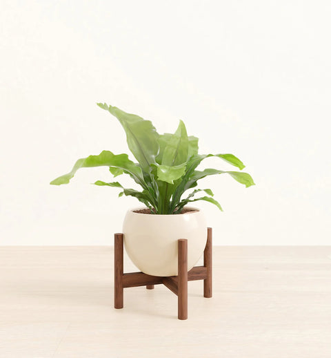 Osaka Bird Nest Fern