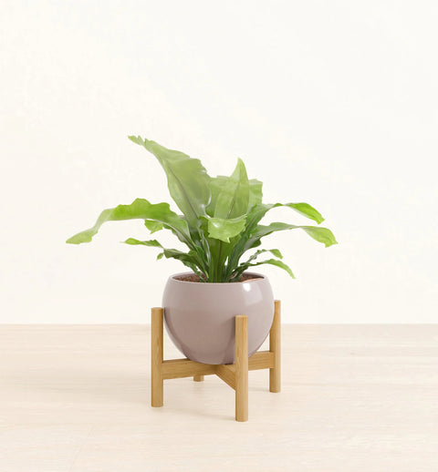 Osaka Bird Nest Fern