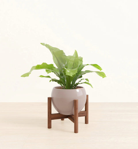 Osaka Bird Nest Fern