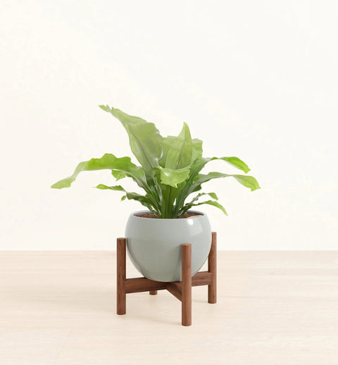 Osaka Bird Nest Fern
