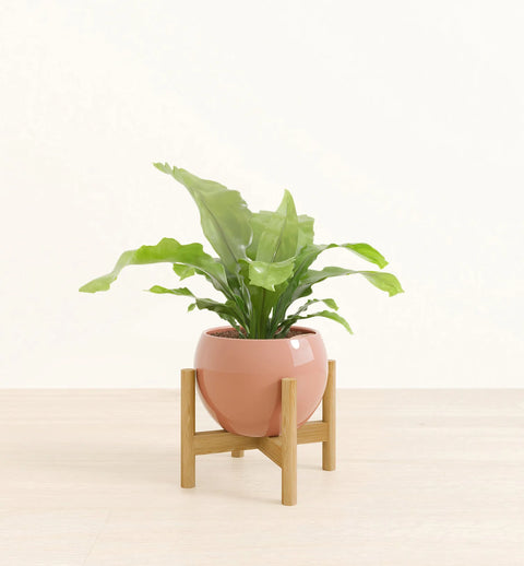 Osaka Bird Nest Fern