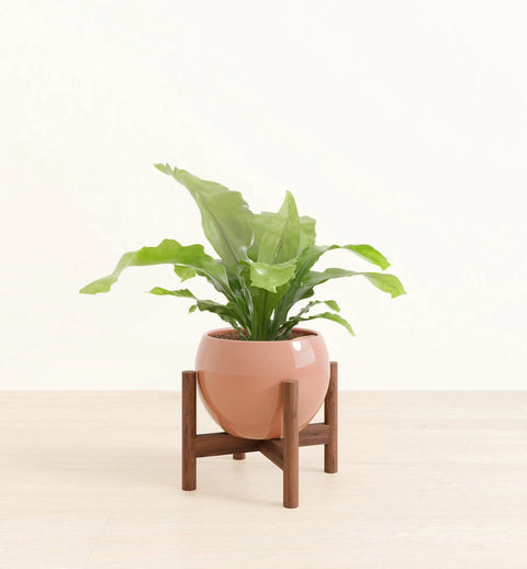 Osaka Bird Nest Fern