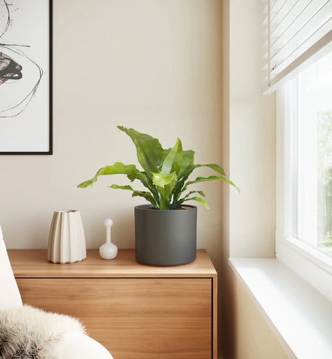 Osaka Bird Nest Fern