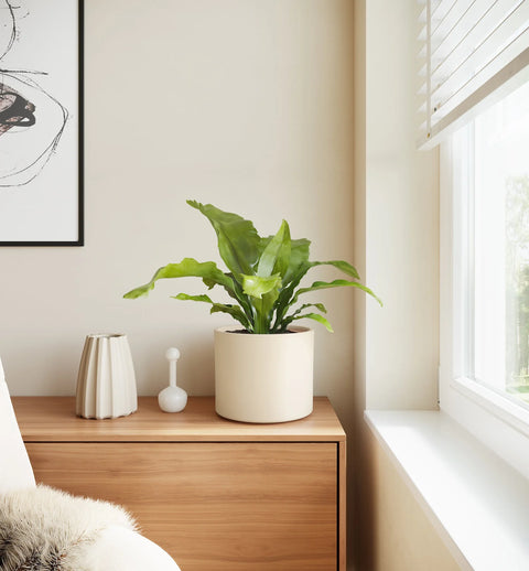 Osaka Bird Nest Fern