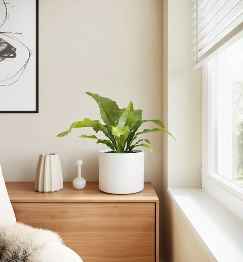 Osaka Bird Nest Fern