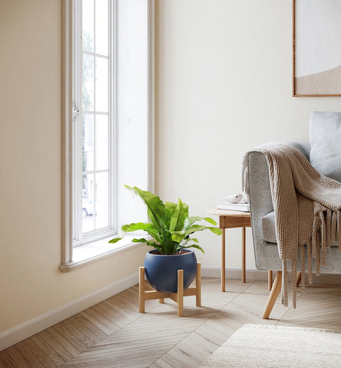 Osaka Bird Nest Fern