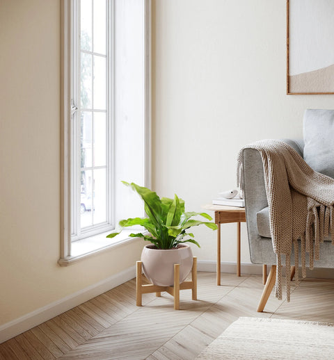 Osaka Bird Nest Fern