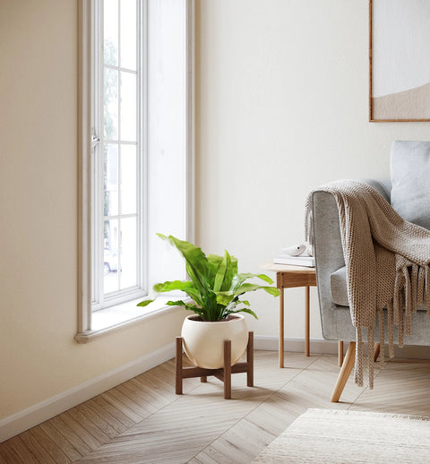 Osaka Bird Nest Fern