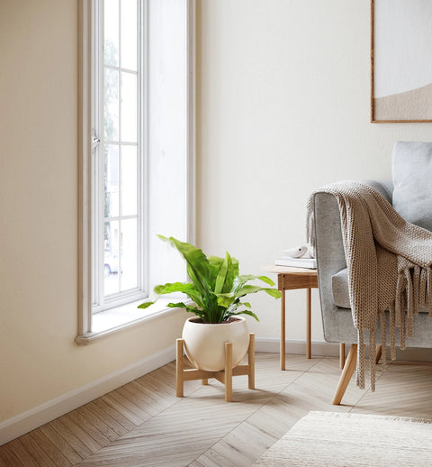 Osaka Bird Nest Fern