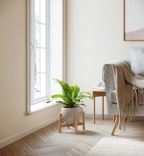 Osaka Bird Nest Fern