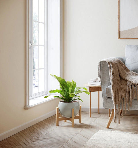 Osaka Bird Nest Fern