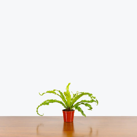 Osaka Bird Nest Fern