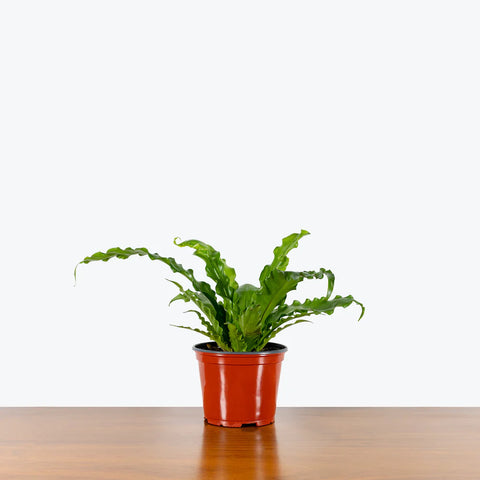 Osaka Bird Nest Fern