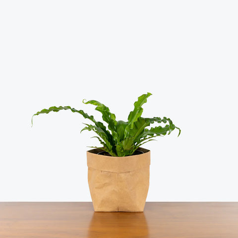 Osaka Bird Nest Fern