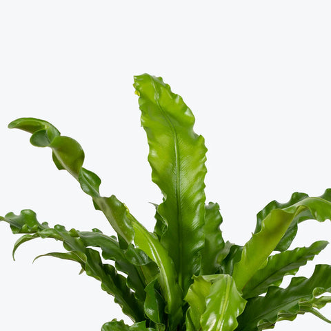 Osaka Bird Nest Fern