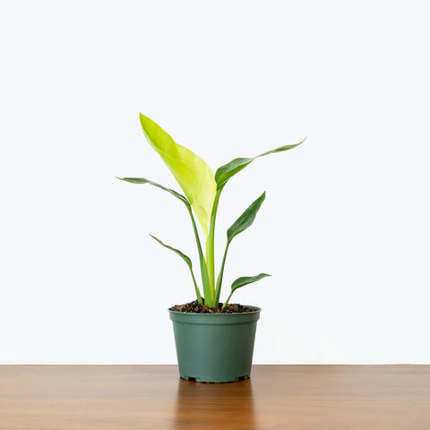Bird of Paradise