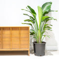 Bird of Paradise XL