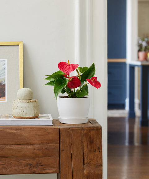 Anthurium Red