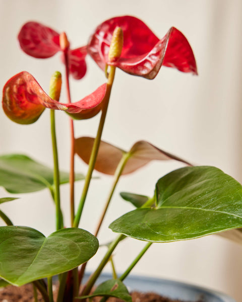 Anthurium Red