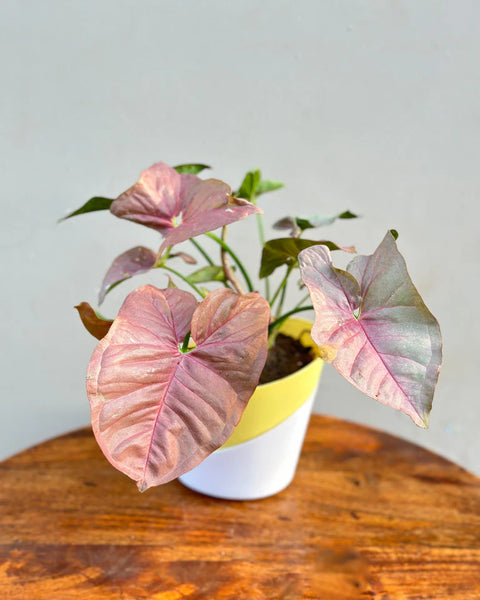 Syngonium Pink