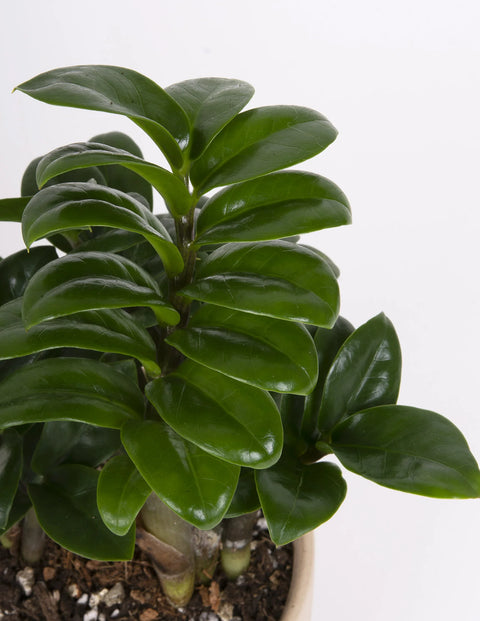 Dwarf ZZ Plant