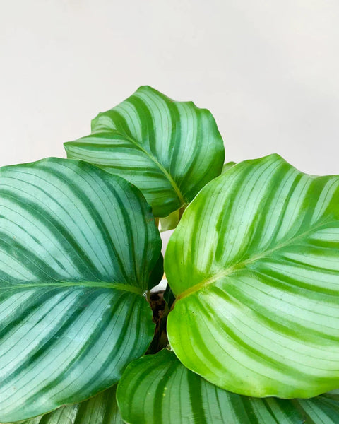 Calathea Orbifolia