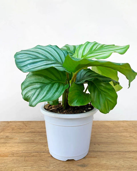 Calathea Orbifolia