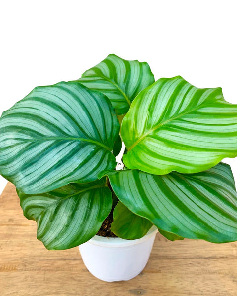 Calathea Orbifolia