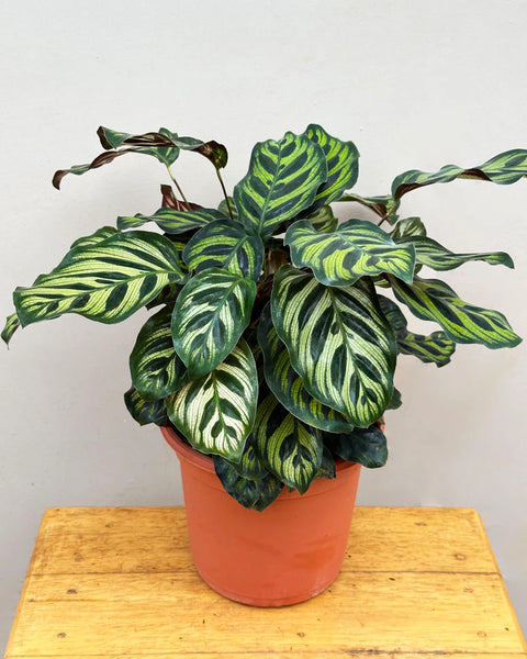 Calathea Makoyana