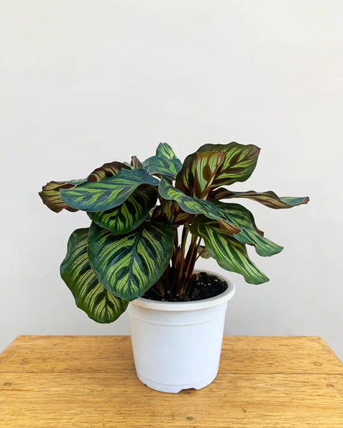 Calathea Makoyana