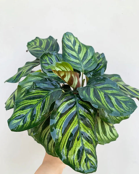 Calathea Makoyana