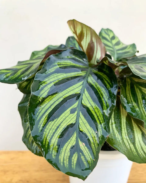Calathea Makoyana