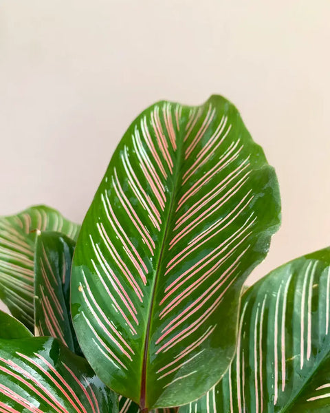 Calathea Pinstripe