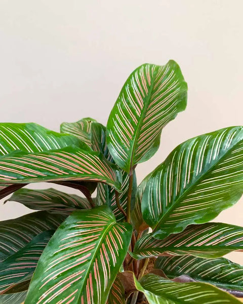 Calathea Pinstripe