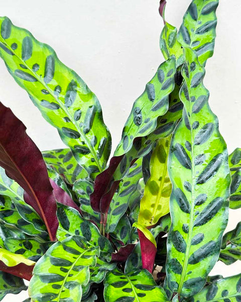 Calathea Rattlesnake