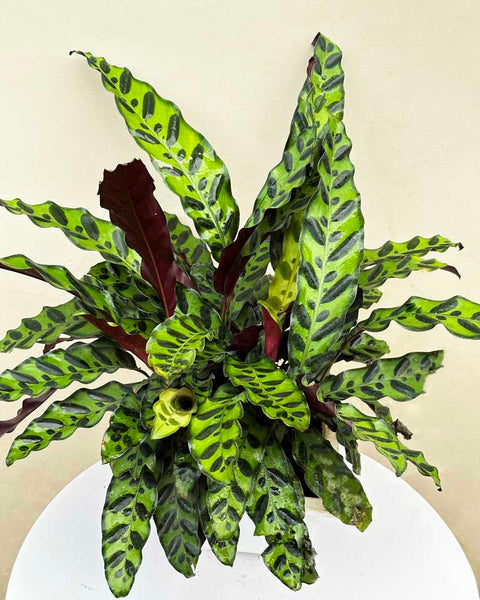 Calathea Rattlesnake