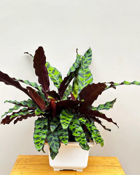 Calathea Rattlesnake