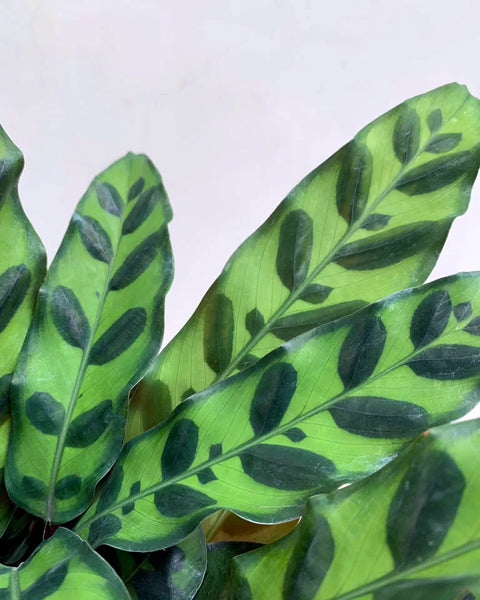 Calathea Rattlesnake