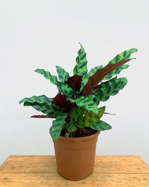 Calathea Rattlesnake