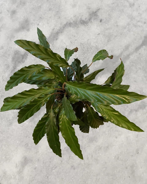 Calathea Rufibarba