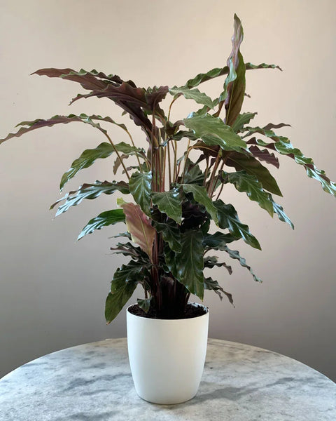 Calathea Rufibarba