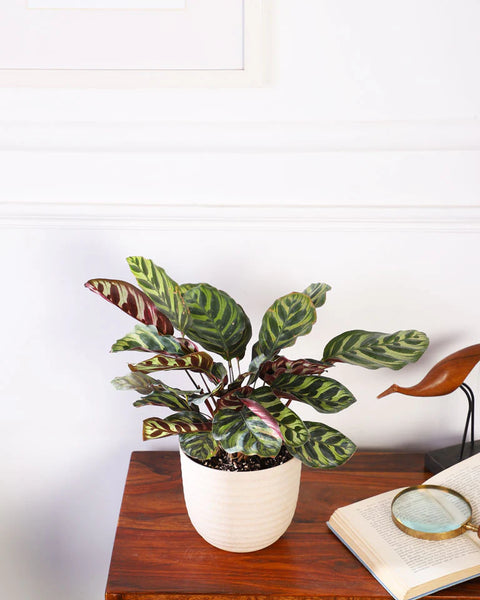 Calathea Makoyana