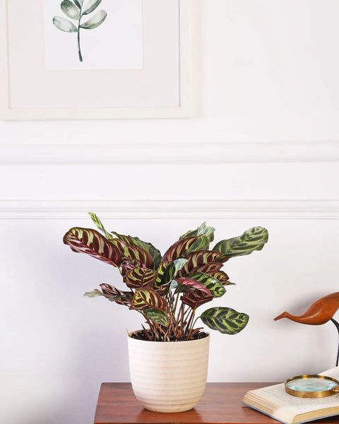 Calathea Makoyana
