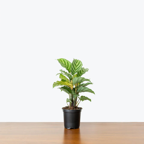 Calathea Freddie