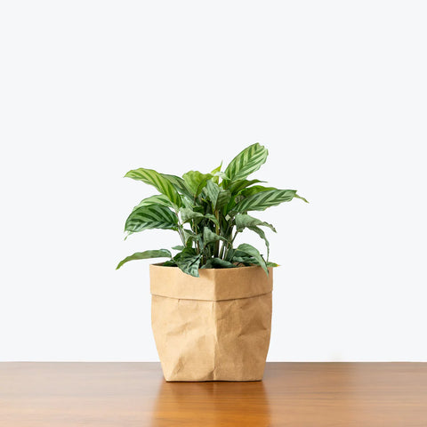 Calathea Freddie
