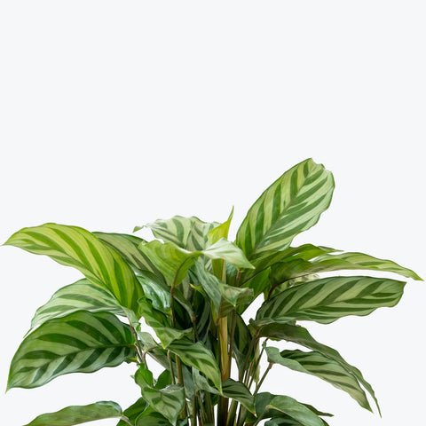 Calathea Freddie